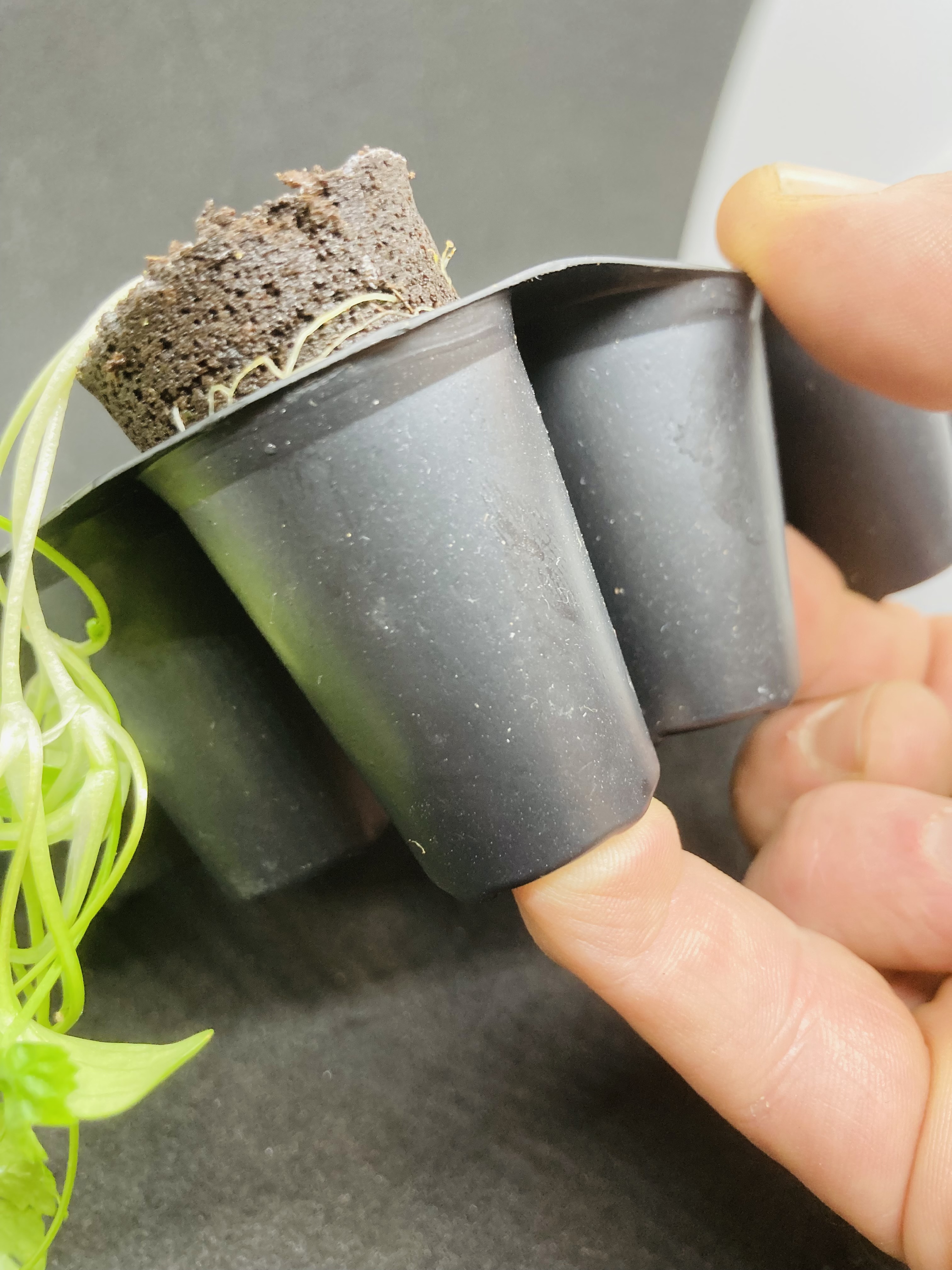 Plug seeder