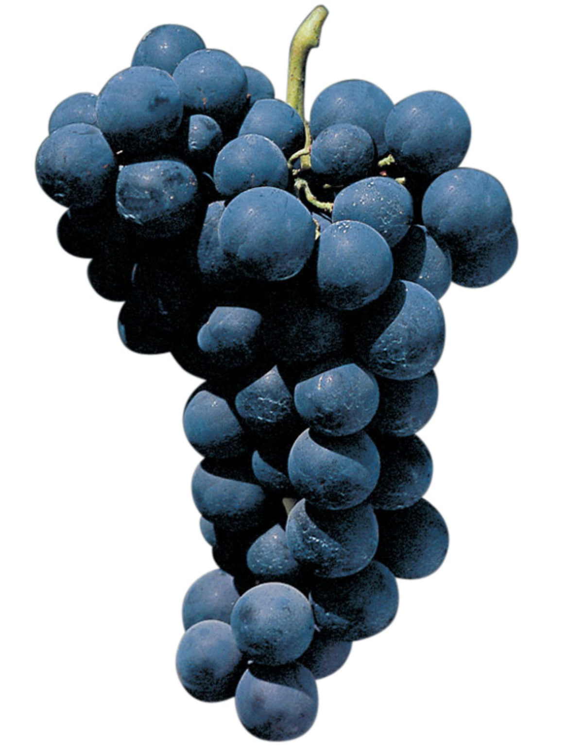 Raisin Alphonse La Vallée