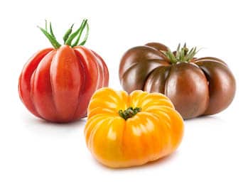 Tomate Rouge/Jaune/Noire