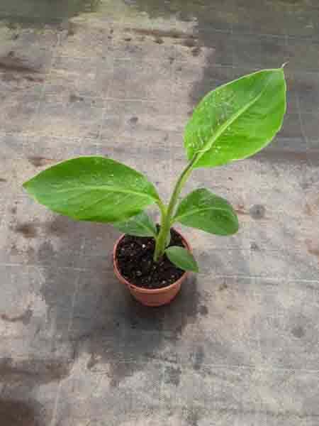 ALATA AZMAN MUZ FİDANI