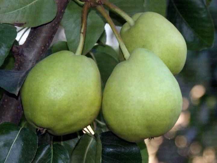 BAHRİBEY ARMUT FİDANI