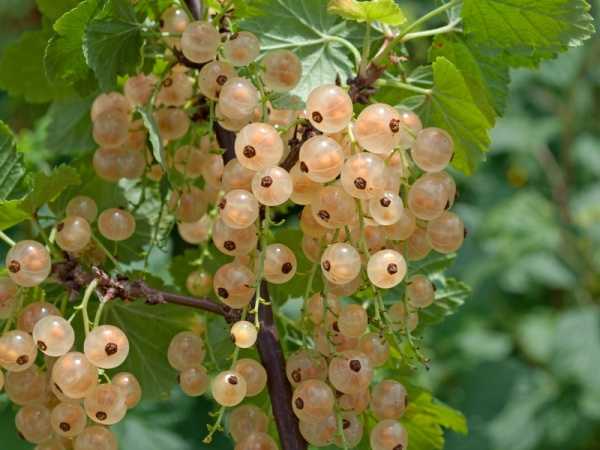 BEYAZ FRENK ÜZÜMÜ FİDANI