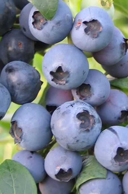 BİLOXİ YABAN MERSİNİ (LİKAPA) FİDANI