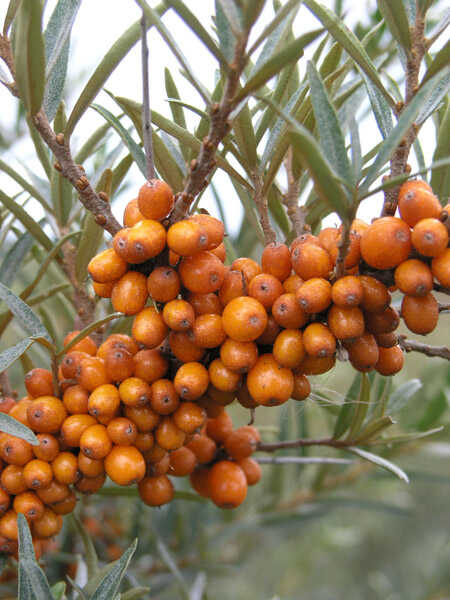 HIPPOPHAE RHAMNOIDES (Yalancı iğde, Çıçırgan) FİDANI