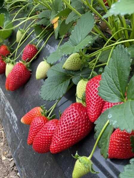 SABRİYE ÇİLEK FİDESİ