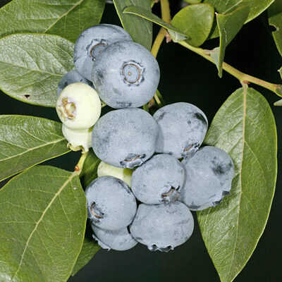 SPARTAN YABAN MERSİNİ (LİKAPA) FİDANI