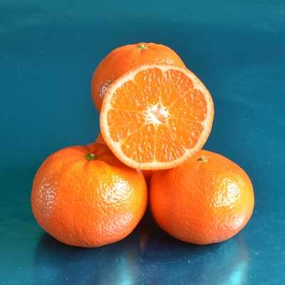 MURGOLD MANDALİNA FİDANI