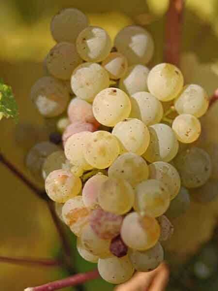 RİESLİNG ASMA FİDANI