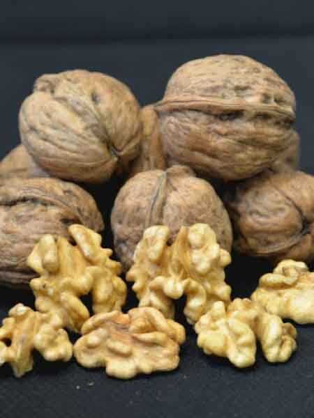 TULARE CEVİZ FİDANI