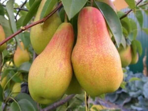 TALGAR GÜZELİ ARMUT FİDANI