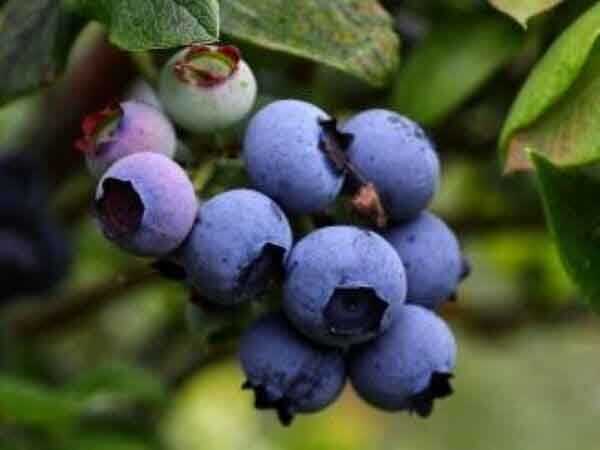 REKA YABAN MERSİNİ (LİKAPA) FİDANI