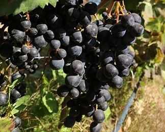 EFES KARASI ASMA FİDANI