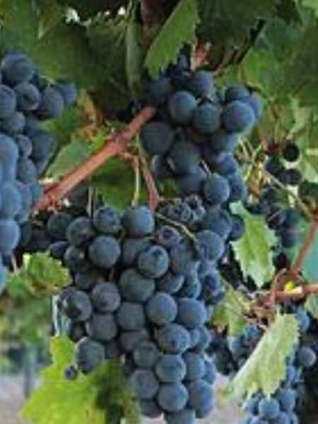 ÇAL KARASI ASMA FİDANI 