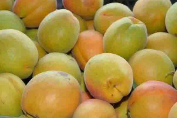 ŞAM (ACI ÇEKİRDEK) KAYISI FİDANI