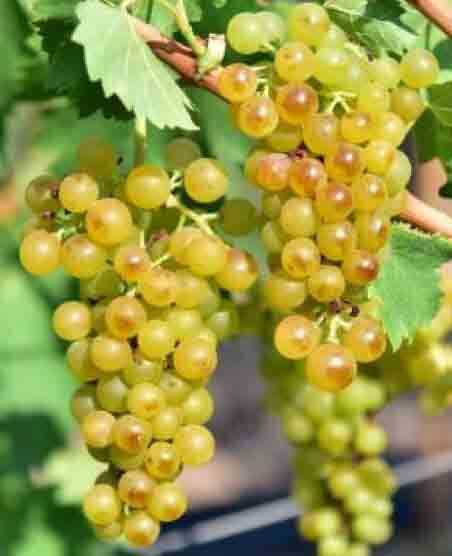 BORNOVA MİSKETİ ASMA FİDANI