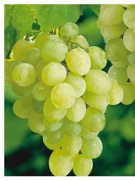 EARLY SEEDLESS ASMA FİDANI