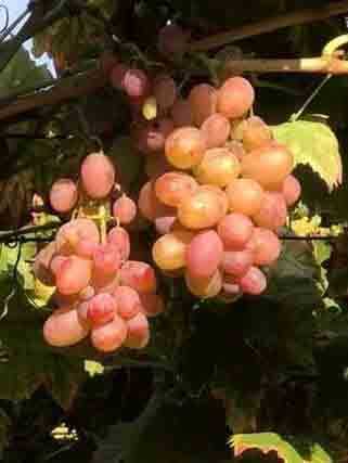 ŞEHRAZAT ASMA FİDANI