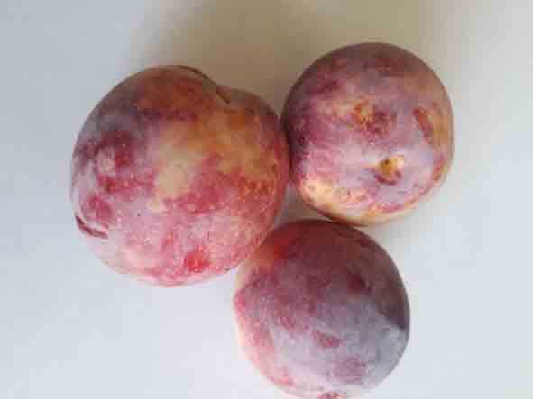 EYLÜL ERİK FİDANI