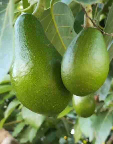 CLIFTON AVOKADO FİDANI