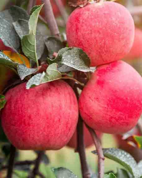 FUJİ ZHEN AZTEC ELMA FİDANI