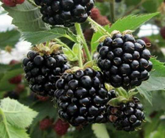 LOCH NESS BÖĞÜRTLEN FİDANI