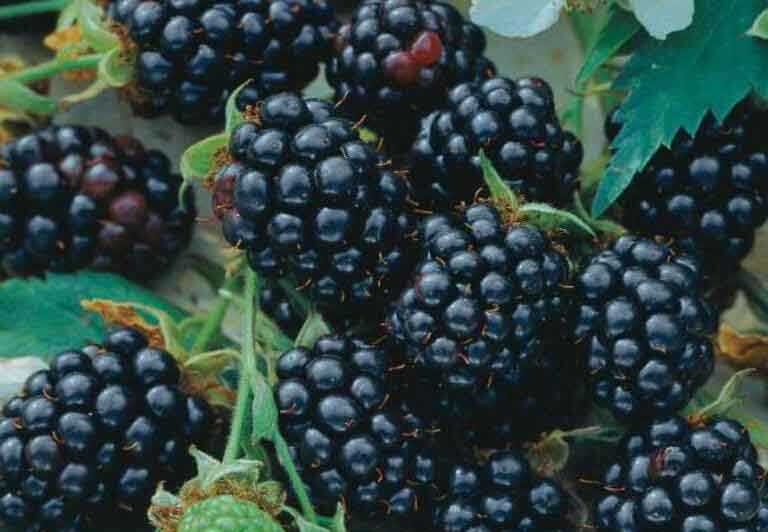 TRİPLE CROWN DİKENSİZ BÖĞÜRTLEN FİDANI