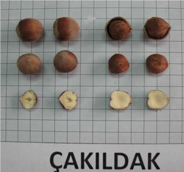 ÇAKILDAK FINDIK FİDANI