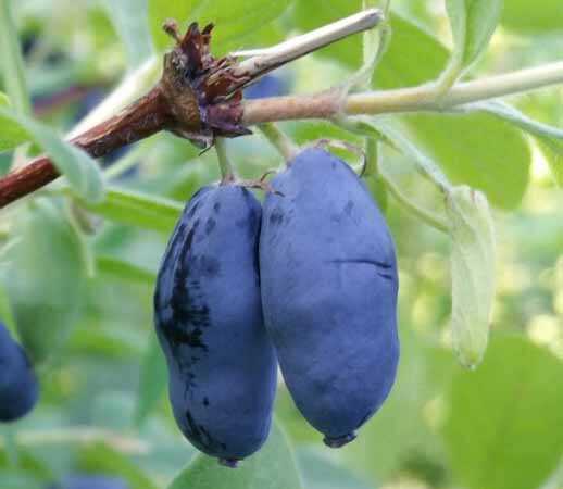 WOJTEK BAL YEMİŞİ (HONEYBERRY) FİDANI