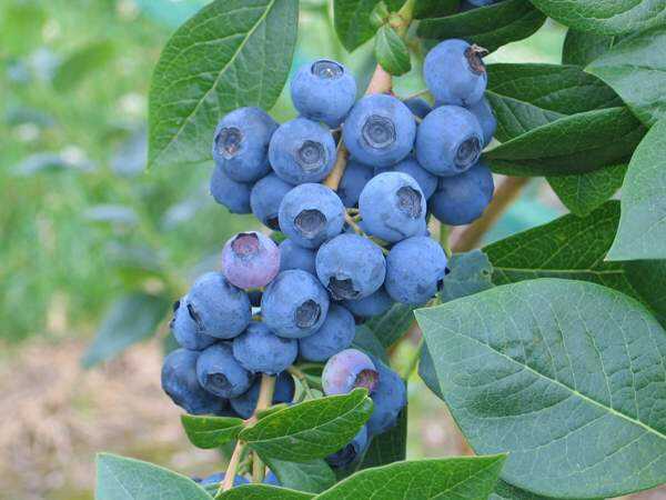 DUKE YABAN MERSİNİ (LİKAPA) FİDANI