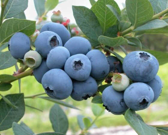 PATRİOT YABAN MERSİNİ (LİKAPA) FİDANI