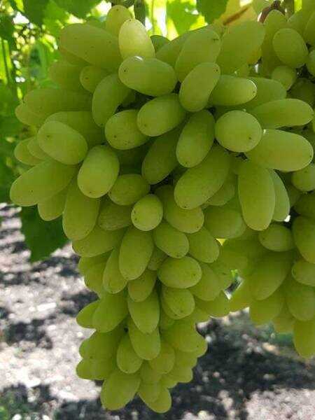 UZUN SULTANİYE ÇEKİRDEKSİZ ASMA FİDANI