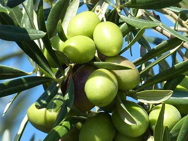 KARAMANİ ZEYTİN FİDANI