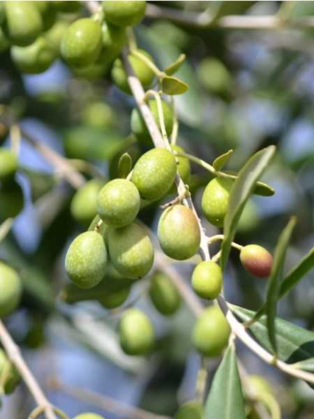 HAŞEBİ ZEYTİN FİDANI