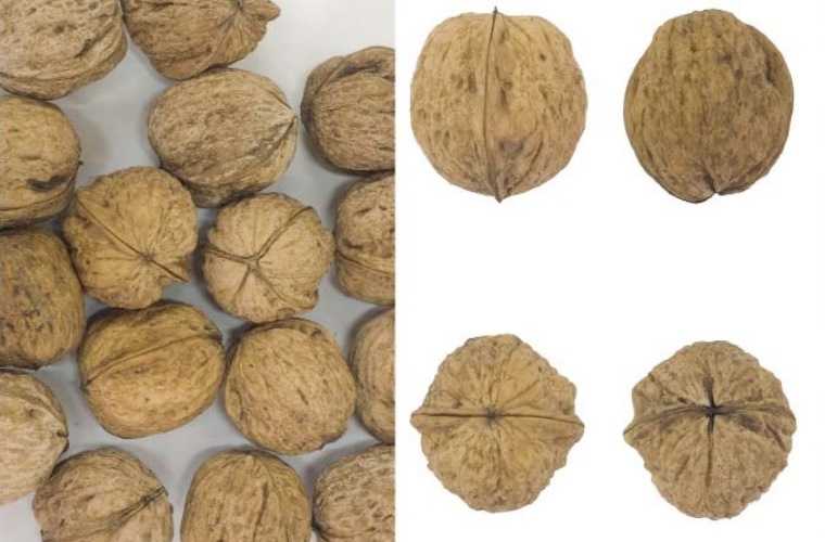 İVARTO CEVİZ FİDANI