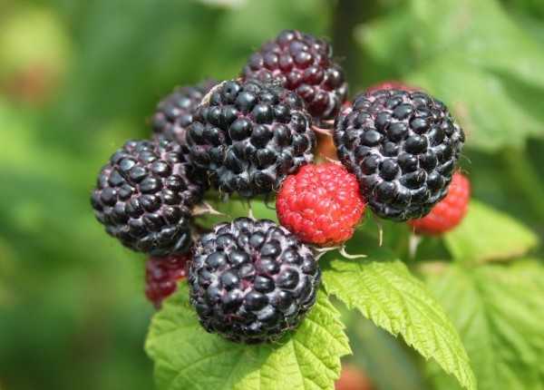 SİYAH AHUDUDU (Rubus idaeus Black Jewel) FİDANI