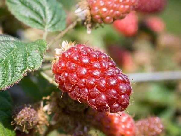 MEDENA TAY BÖĞÜRTLENİ FİDANI