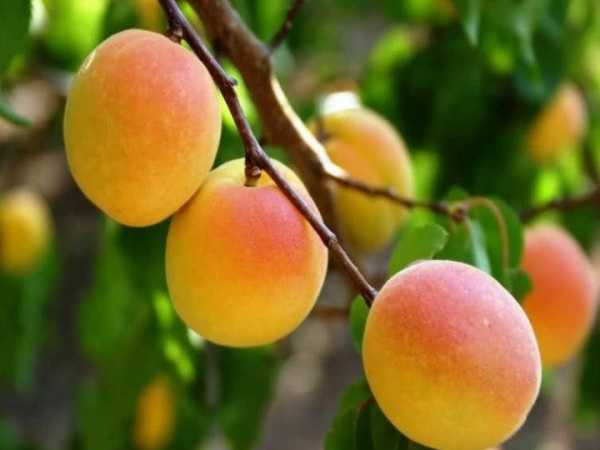 HACIHALİLOĞLU KAYISI FİDANI