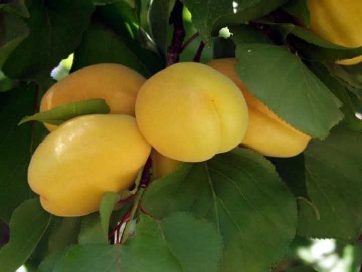 HASANBEY KAYISI FİDANI