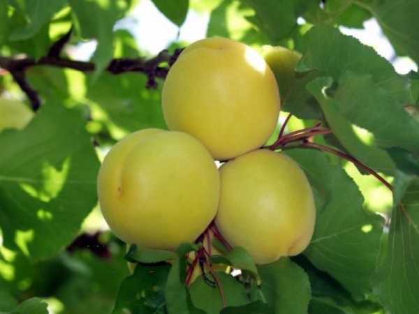 ÇATALOĞLU KAYISI FİDANI