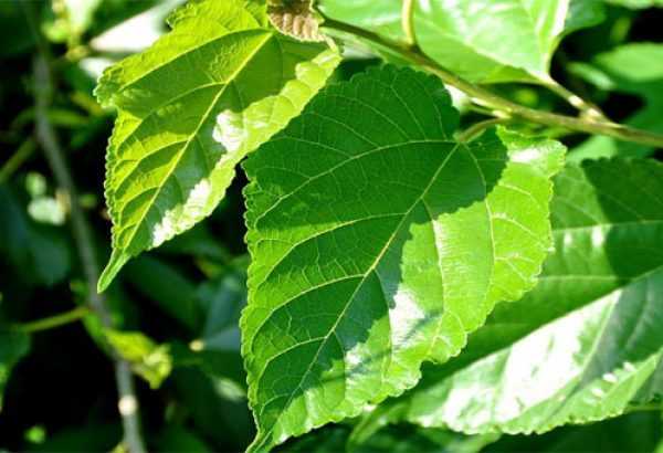 YAPRAK DUTU (Meyvesiz) FİDANI