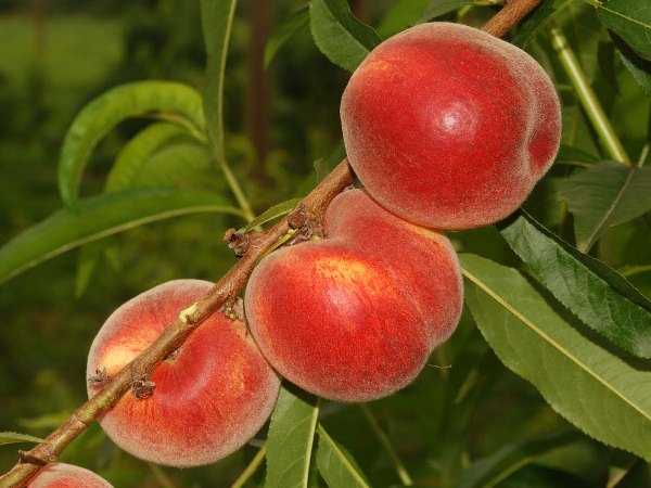 MAY CREST ŞEFTALİ FİDANI