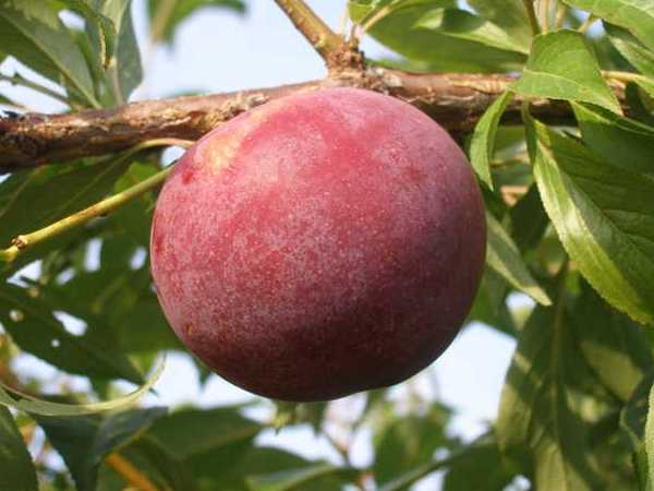 RUBY CRUNCH ERİK FİDANI