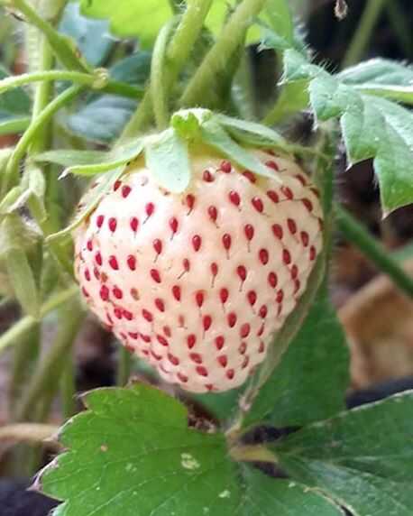 FRAGARİA 'PİNEBERRY' ÇİLEK FİDESİ FİDANI