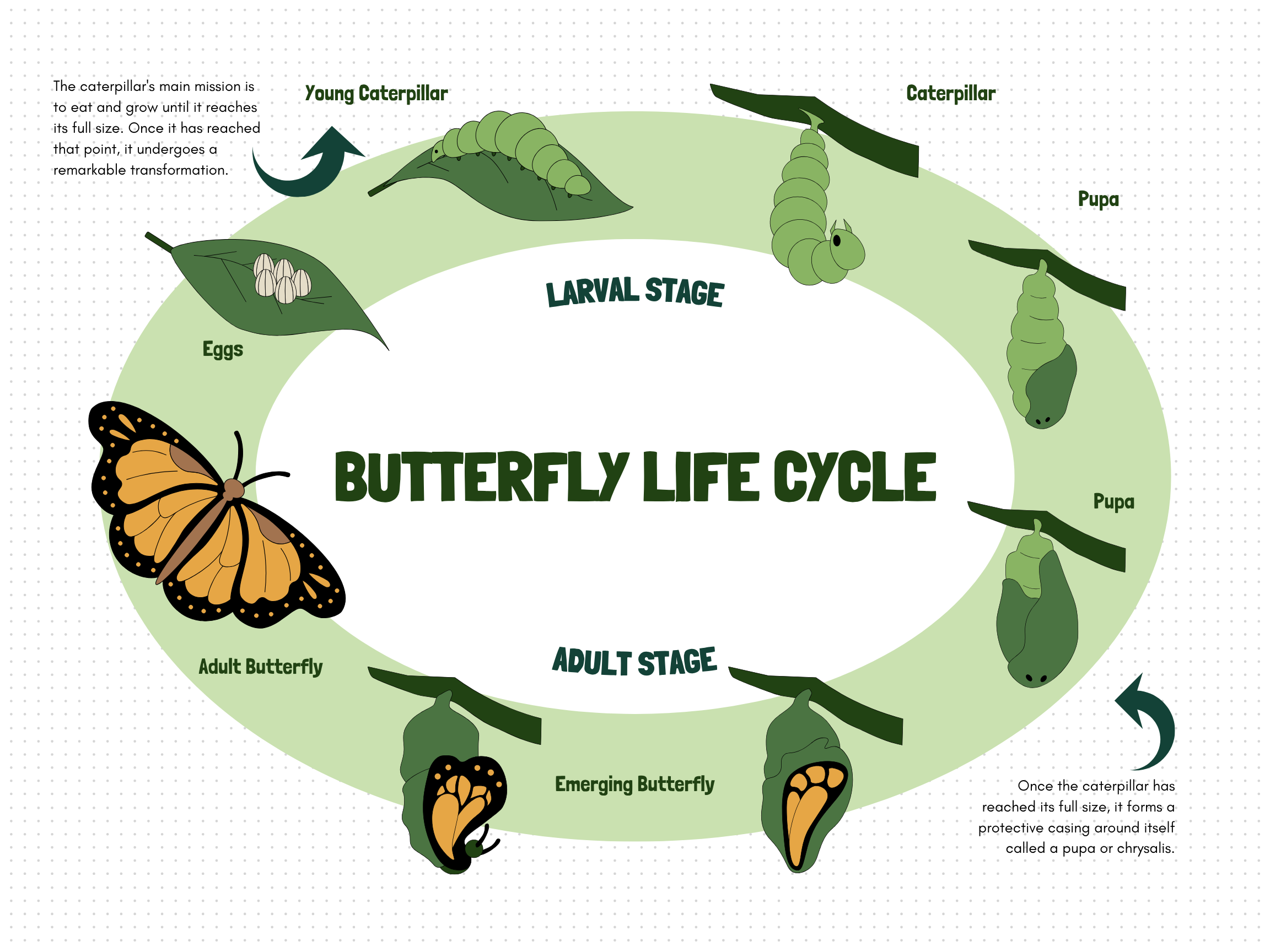 Butterfly Life Cycle Educational Poster