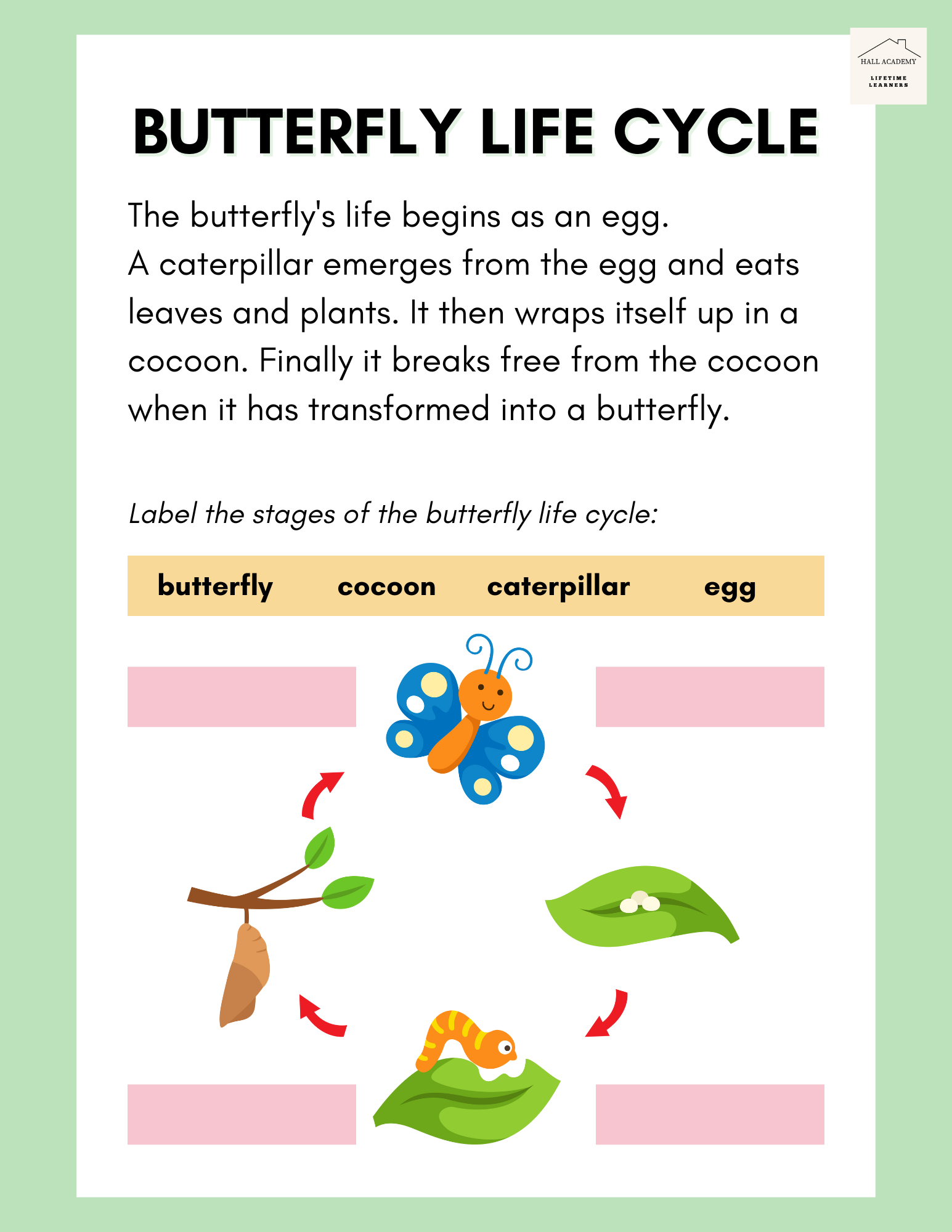 Butterfly Life Cycle Educational Worksheet