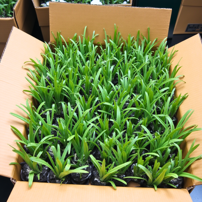 Bulk Areca Palm Sprouts (3-12 inches each)