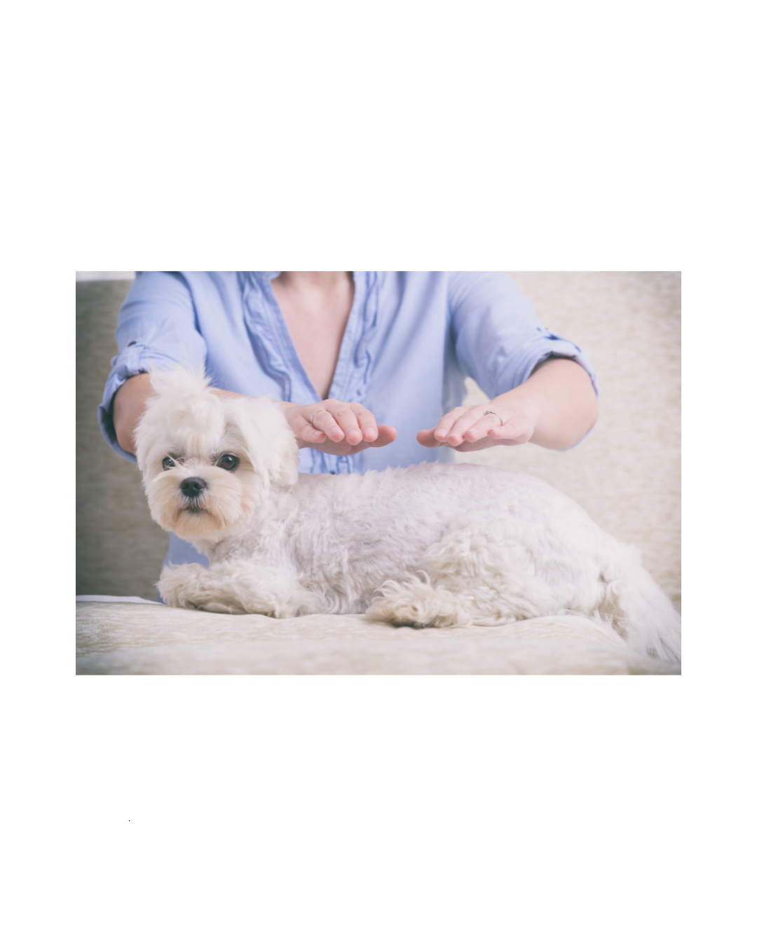 Pet & Dog Reiki Energy Healing