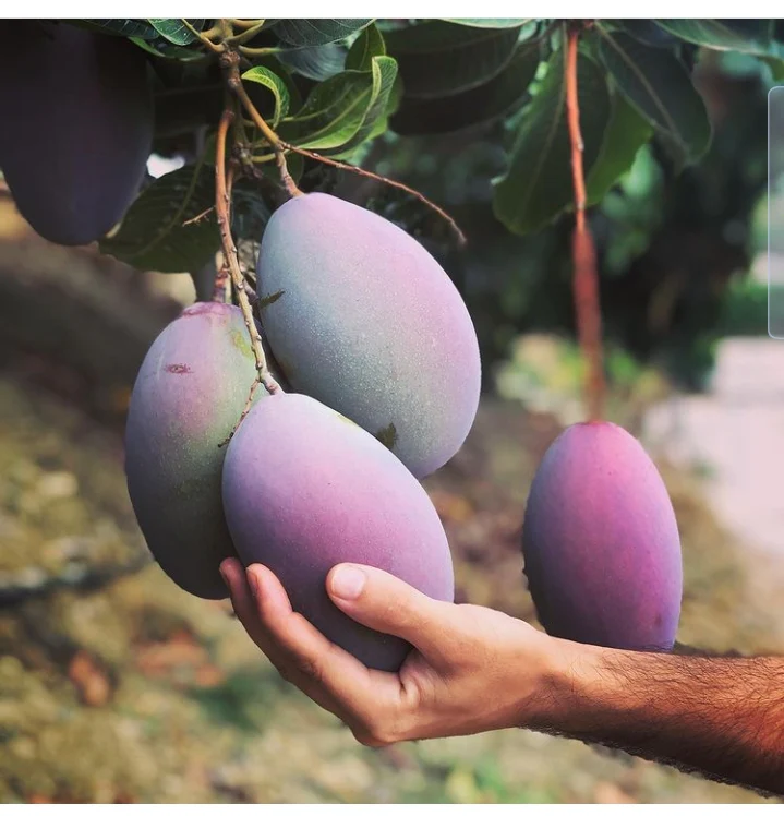 Mango osteen
