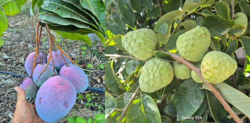 Mix  Mango y Chirimoya