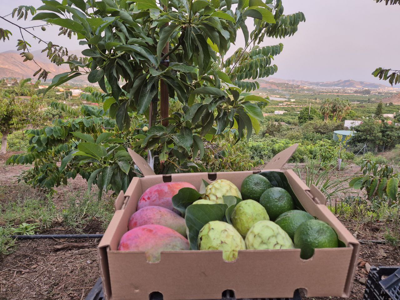 Caja de frutas tropicales